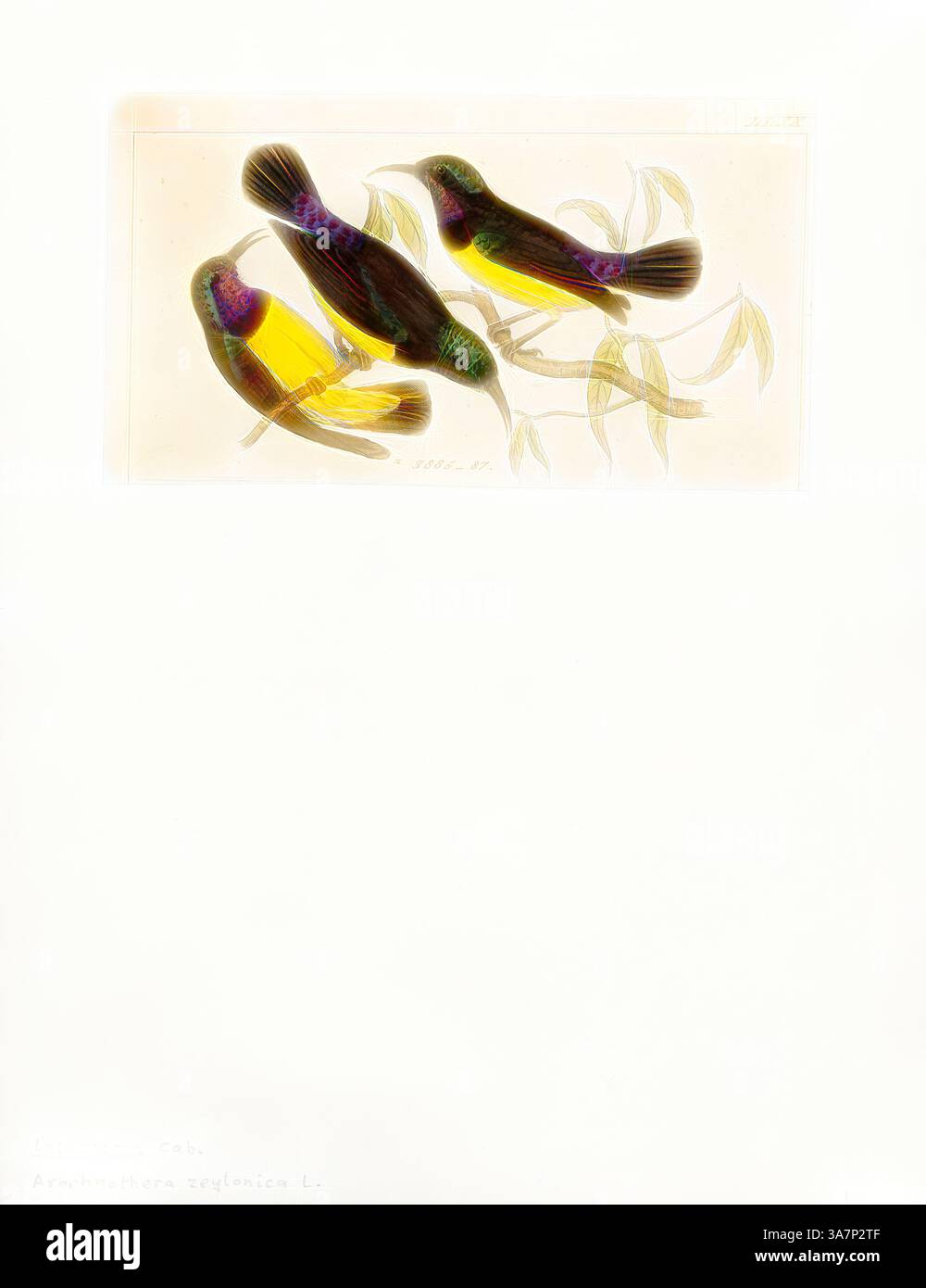 Una delicata disposizione di quattro uccelli, con colori vivaci e dettagli intricati, arroccati in mezzo a foglie sottili e aggraziate. Il loro piumaggio presenta sorprendenti combinazioni di giallo, verde e viola, creando un bellissimo contrasto con lo sfondo delicatamente reso. Arte classica con un tocco moderno reinventata da Artotop, Arachnothera zeylonica, Print, Spiderhunter, i cacciatori di ragni sono uccelli del genere Arachnothera, parte della famiglia sunbird Nectariniidae. Il genere contiene tredici specie presenti nelle foreste del sud e sud-est asiatico. Sono grandi rappresentanti del sole Foto Stock