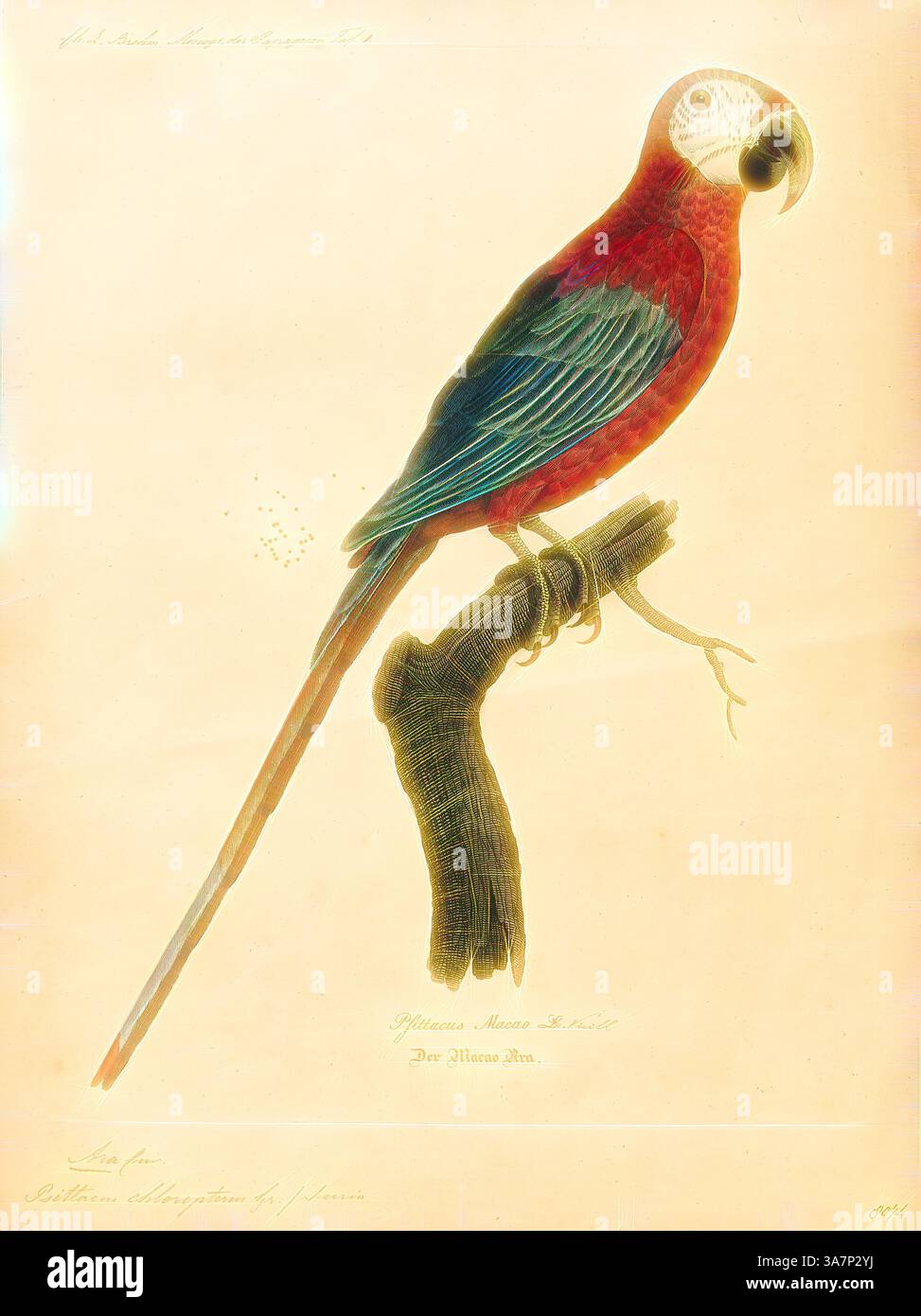 Un pappagallo vibrante appollaiato su un ramo, che mostra impressionanti piume rosse e blu, con un volto distinto ed espressivo e una lunga coda accattivante. L'illustrazione cattura gli intricati dettagli e la bellezza naturale dell'uccello., l'arte classica con un tocco moderno reinventata da Artotop, Ara chloropterus, Print, l'ara rossa e verde (Ara chloropterus), conosciuta anche come l'ara alata verde, è una grande, prevalentemente rossa del genere Ara., 1842-1855 Foto Stock