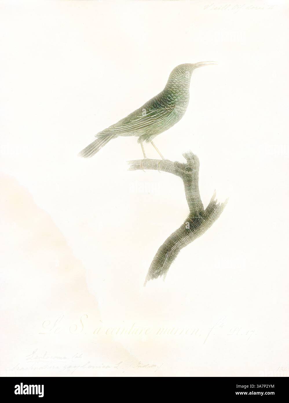 Un'illustrazione dettagliata di un uccello appollaiato su un ramo, che mostra i suoi intricati motivi di piume e la grazia naturale. Le opere d'arte sottolineano le caratteristiche uniche dell'uccello, evidenziandone l'elegante postura e la consistenza del ramo su cui poggia. Arte classica con un tocco moderno reinventata da Artotop, Arachnothera zeylonica, Print, Spiderhunter, i cacciatori di ragni sono uccelli del genere Arachnothera, parte della famiglia sunbird Nectariniidae. Il genere contiene tredici specie presenti nelle foreste del sud e sud-est asiatico. Sono grandi rappresentanti della famiglia sunbird, con Drab Foto Stock