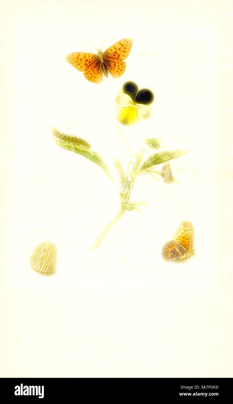 Un delicato fiore con petali gialli e neri si erge alto, accompagnato da due farfalle con fantasie intricate, creando una miscela armoniosa della bellezza della natura. Elementi di texture e dettagli morbidi evocano un senso di eleganza eterea., l'arte classica con un tocco moderno reinventata da Artotop, Argynnis, Print, Argynnis, uno dei numerosi gruppi noti come fritillaries, è il genere delle farfalle della famiglia Nymphalidae comunemente presente in Europa e Asia. Il taxon Speyeria è ora considerato un sottogenere di Argynnis. Foto Stock