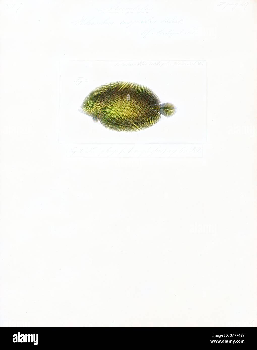 Un'illustrazione di un pesce rotondo giallo-verdastro con dettagli intricati sulle sue scaglie, che mostra il suo profilo laterale su uno sfondo vuoto. Il pesce appare vivace ed è etichettato con un testo scientifico che ne indica la classificazione., arte classica con un tocco moderno reinventata da Artotop, Arnoglossus aspilus, Print, Scaldfish, i pesci scalpellini comprendono un genere, Arnoglossus, di flounders sinistri. Si trovano negli oceani Pacifico, Indiano e Atlantico, tra cui il Mediterraneo e il Mar Nero. Sono del tutto assenti dalla maggior parte delle Americhe; le uniche eccezioni sono A. coeruleosticta e. Foto Stock