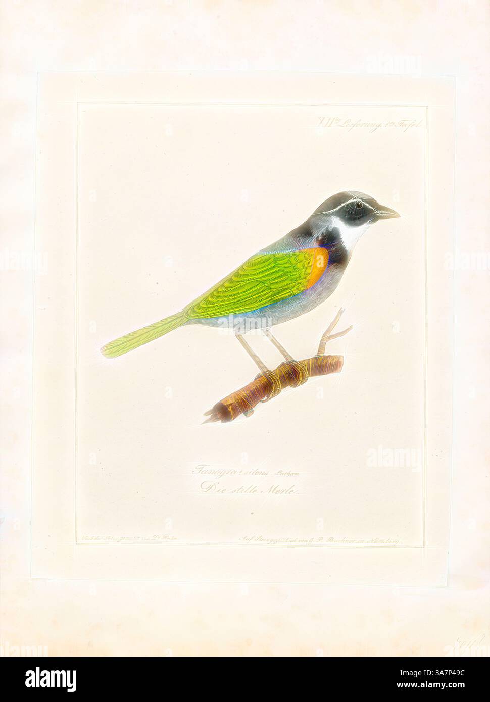 Un uccello splendidamente illustrato appollaiato su un ramo, che mostra piume vivaci in sfumature di verde, blu e arancione, con delicati dettagli che ne evidenziano le caratteristiche. Arte classica con un tocco moderno reinventata da Artotop, Arremon silens, Print, Arremon è un genere di uccelli neotropicali della famiglia Passerellidae. Con l'eccezione del pennello a strisce verdi finch e del pennello Guerrero finch, endemico del Messico, tutte le specie si trovano in Sud America, con alcune che raggiungono l'America centrale, 1700-1880 Foto Stock