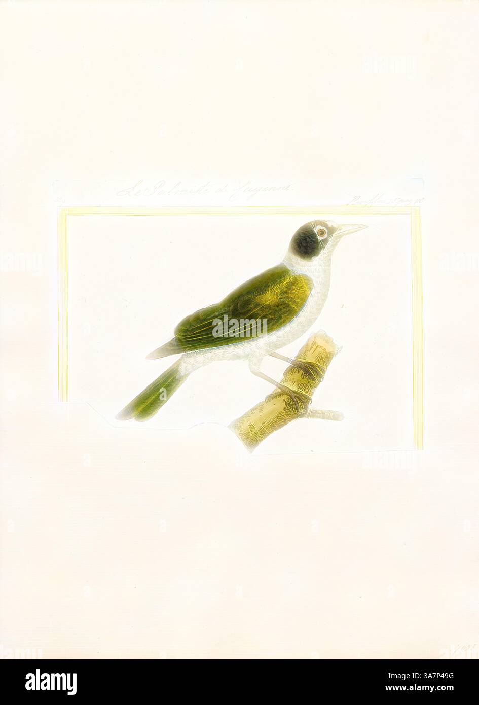 Un uccello arroccato su un ramo che presenta una miscela di piume verdi e bianche con una posizione delicata, catturando un momento di natura serena. Arte classica con un tocco moderno reinventata da Artotop, Arremon palmarum, Print, Arremon è un genere di uccelli neotropicali della famiglia Passerellidae. Con l'eccezione del pennello a strisce verdi finch e del pennello Guerrero finch, endemico del Messico, tutte le specie si trovano in Sud America, con alcune che raggiungono l'America centrale, 1700-1880 Foto Stock