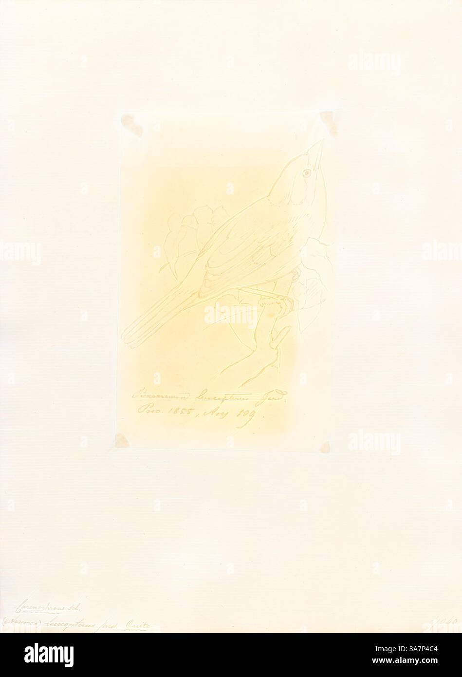 Un delicato schizzo di un uccello arroccato tra foglie, caratterizzato da linee eleganti e dettagli minimali, accompagnato da una nota scritta a mano con nome e data., arte classica con un tocco moderno reinventata da Artotop, Arremon leucopterus, Print, Arremon è un genere di uccelli neotropicali della famiglia Passerellidae. Con l'eccezione del pennello a strisce verdi finch e del pennello Guerrero finch, endemico del Messico, tutte le specie si trovano in Sud America, con alcune che raggiungono l'America centrale, 1855 Foto Stock