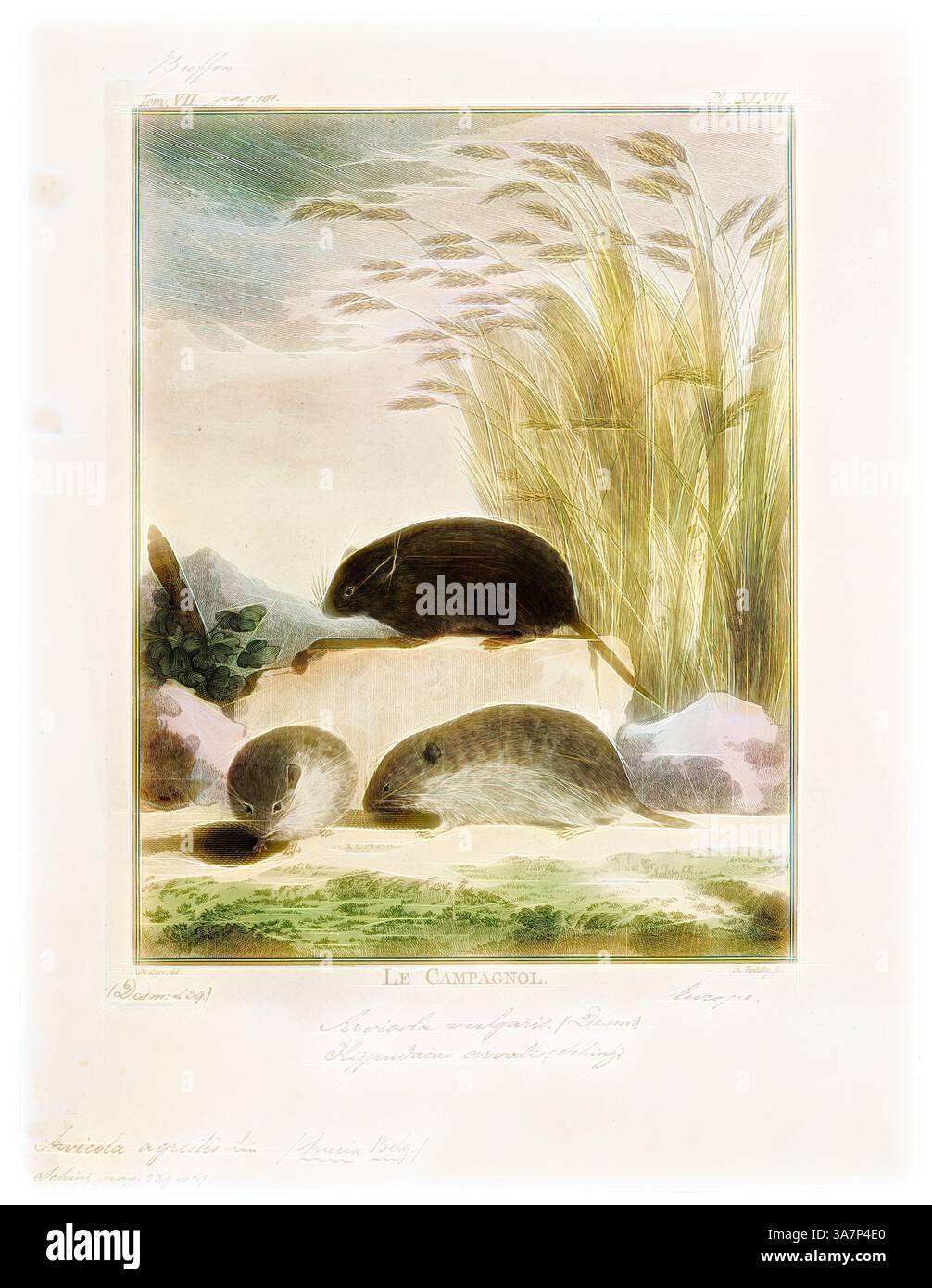 Un'illustrazione dettagliata che mostra tre diverse specie di volpe, raffigurate in un ambiente naturale con erbe e sottili elementi paesaggistici, evidenziando le loro varie posture e interazioni con l'ambiente., arte classica con un tocco moderno reinventata da Artotop, Arvicola agrestis, Print, le volpi d'acqua sono grandi volpi del genere Arvicola. Si trovano sia in habitat acquatici che asciutti in tutta l'Europa e in gran parte dell'Asia settentrionale. Un'aletta d'acqua trovata nel Nord America occidentale è stata storicamente considerata un membro di questo genere, ma è stato dimostrato che è più strettamente imparentata con i membri di t Foto Stock