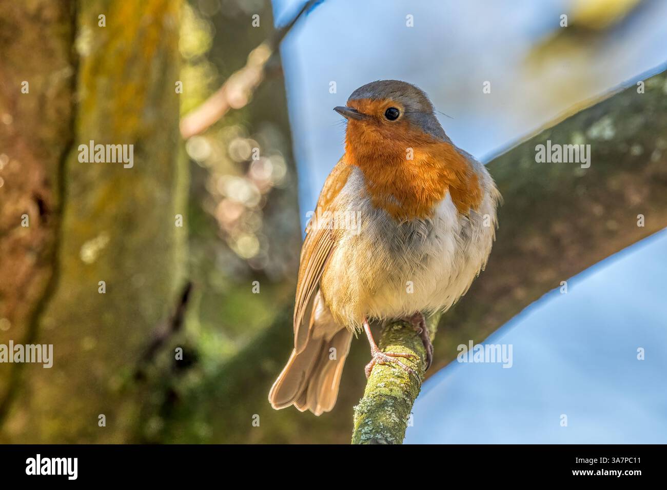 Robin, erithacus rubecula, appollaiato su una diramazione a Norfolk. Foto Stock