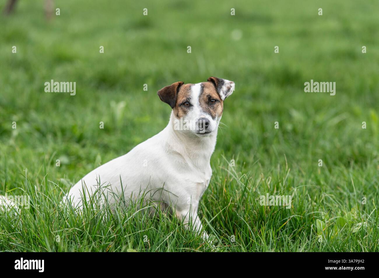 Jack Russell Terrier dog Foto Stock