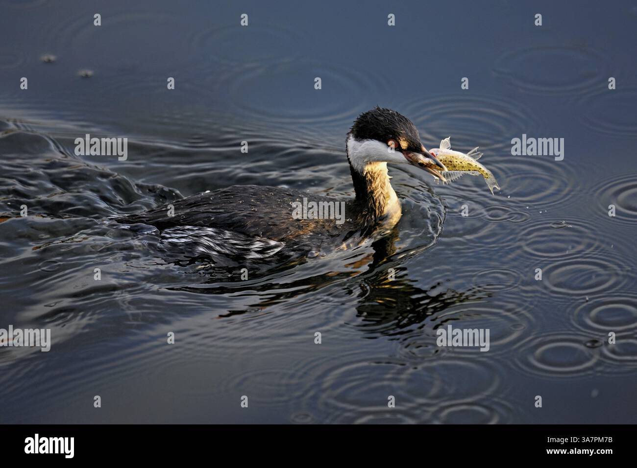 Grebe di Slavonia (Podiceps auritus), adulto, in un piumaggio bianco, piumaggio invernale, nuoto con un pesce nel becco, lago di Zug, Svizzera, Europa Foto Stock
