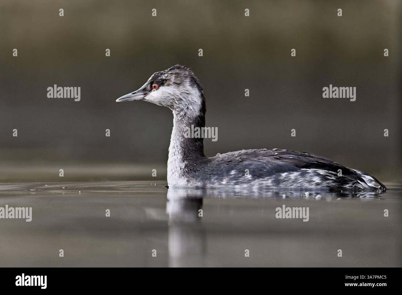 Grebe di Slavonia (Podiceps auritus), adulto, con piumone bianco, piumaggio invernale, nuoto nel lago di Zugo, Svizzera, Europa Foto Stock
