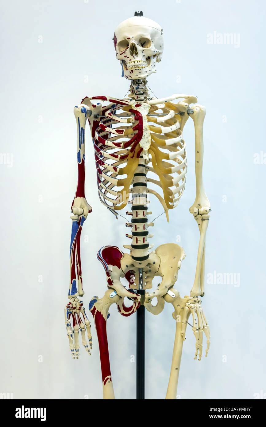 Il corpo umano come modello per il soggetto scolastico di biologia. Scheletro, cranio e ossa. Aiuto didattico scientifico di Hedinger per lezioni di scienze. EUR Foto Stock