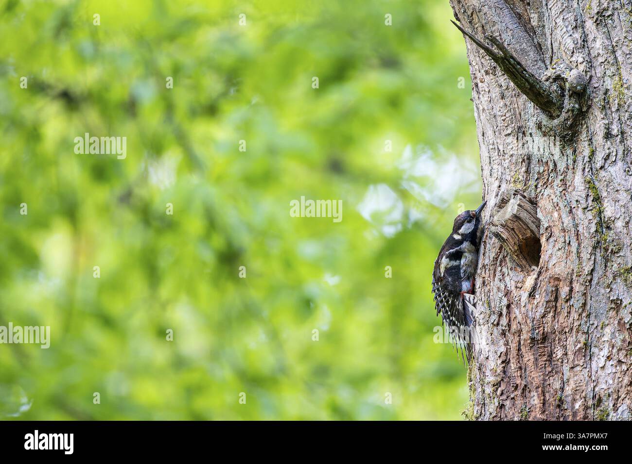 Grande picchio maculato (Dendrocopos Major), donna che diffonde il suo piumaggio nella cavità riproduttiva, Bad Homburg, Assia, Germania, Europa Foto Stock