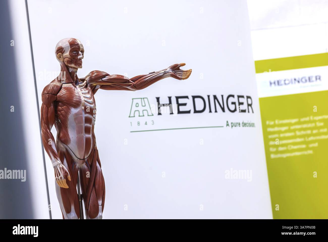 Modello del corpo umano con muscoli e organi per lezioni di biologia. Aiuto didattico scientifico di Hedinger per lezioni di scienze. Il più grande istituto scolastico d'Europa Foto Stock