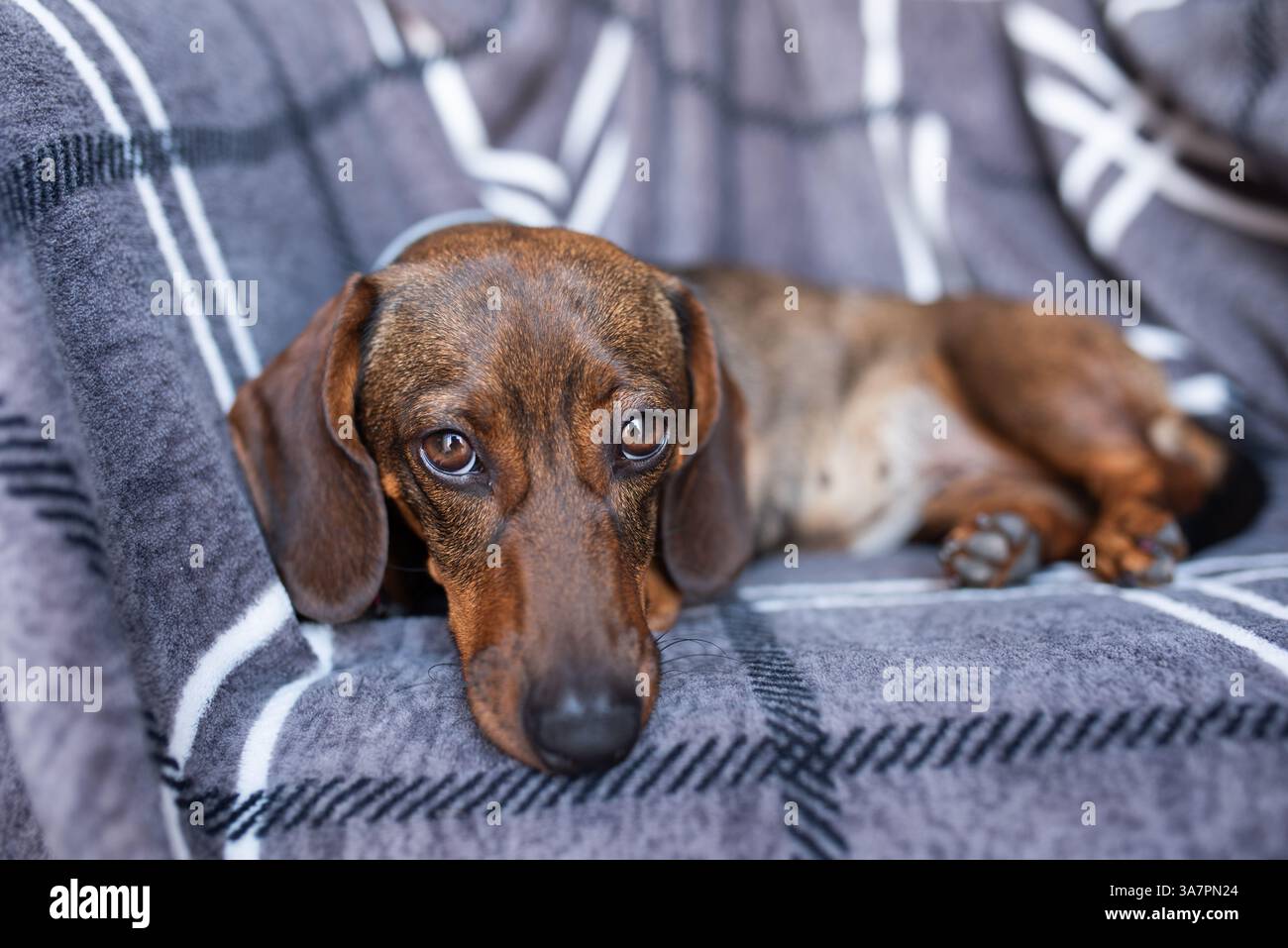 Piccolo dachshund marrone adagiato sul divano. Piccolo dachshund marrone adagiato sul divano. Animali domestici. Comfort Foto Stock