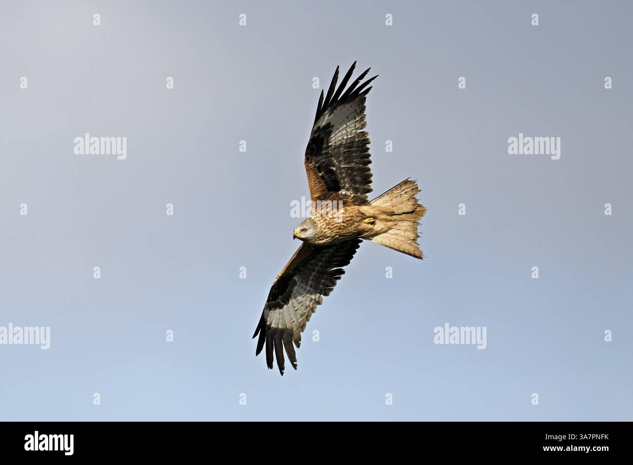 Aquilone rosso (Milvus milvus), in volo, Svizzera, Europa Foto Stock