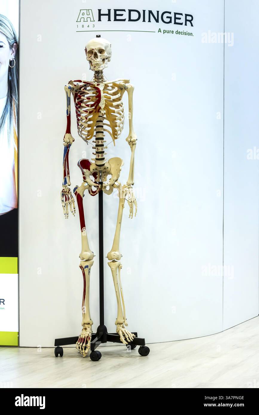 Il corpo umano come modello per il soggetto scolastico di biologia. Scheletro, cranio e ossa. Aiuto didattico scientifico di Hedinger per lezioni di scienze. EUR Foto Stock