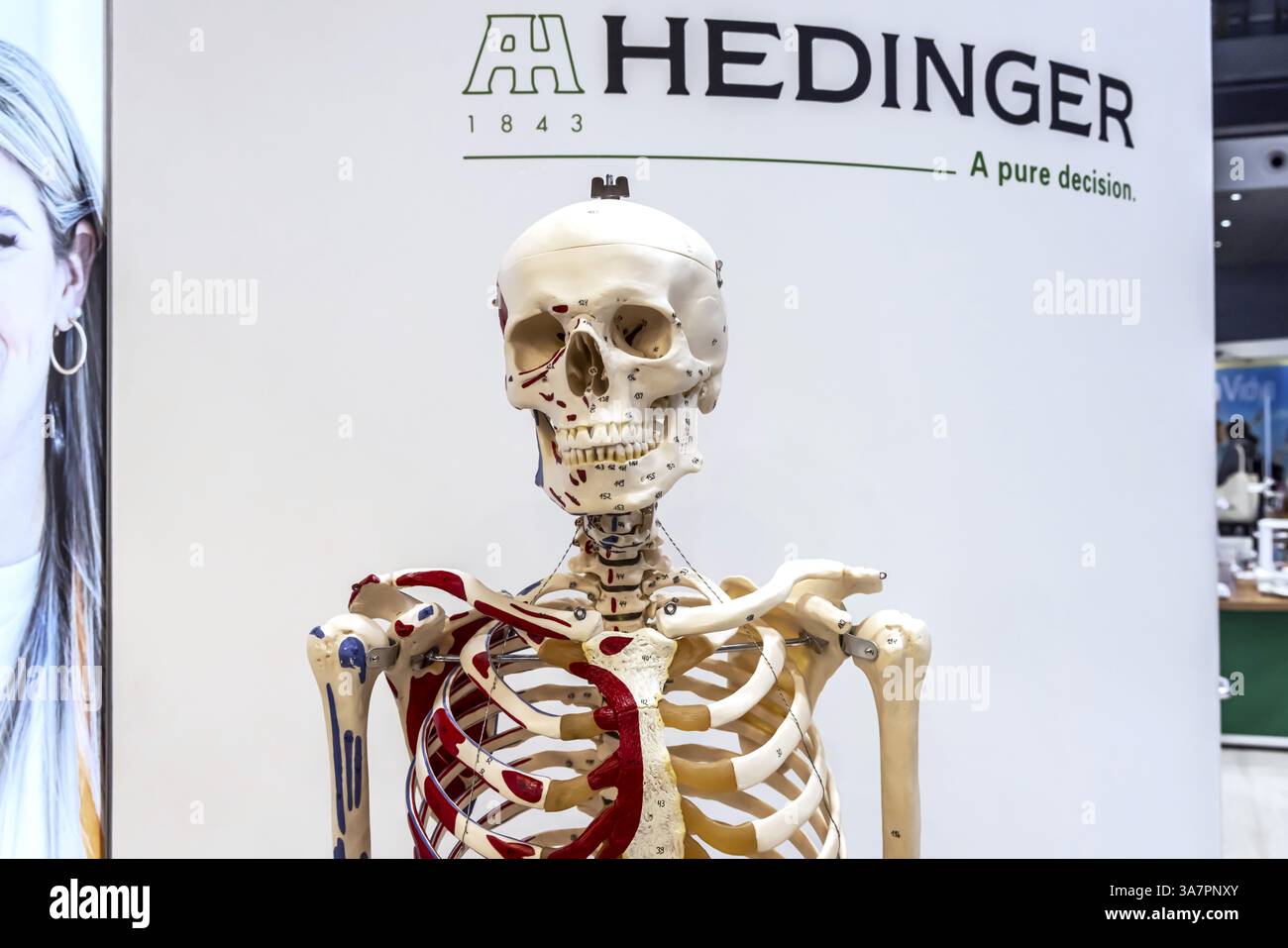 Il corpo umano come modello per il soggetto scolastico di biologia. Scheletro, cranio e ossa. Aiuto didattico scientifico di Hedinger per lezioni di scienze. EUR Foto Stock