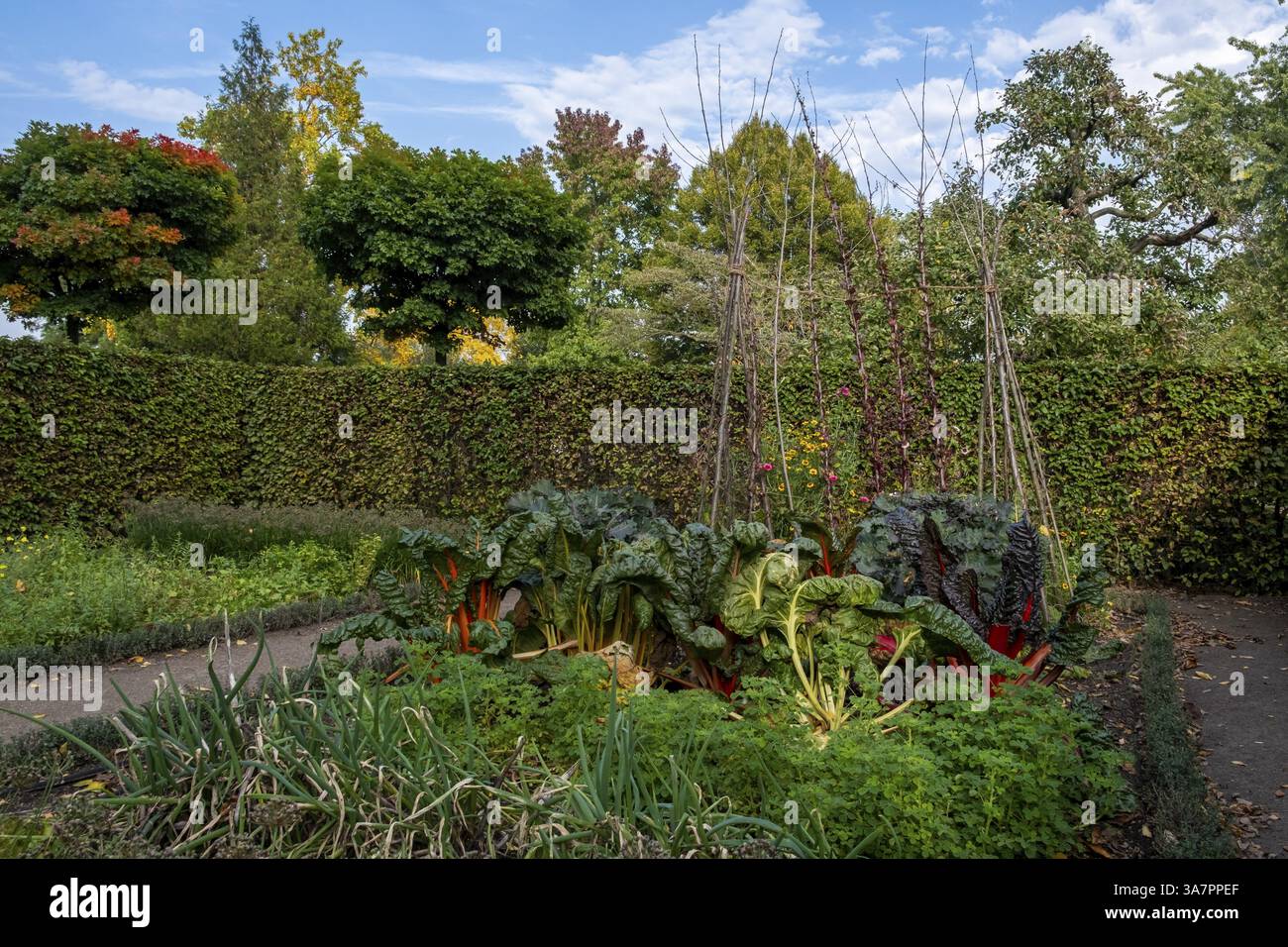 Giardino di cucina autunnale, giardino didattico, giardino dimostrativo e giardino scolastico, Burgsteinfurt, Steinfurt, Muensterland, Renania settentrionale-occidentale Foto Stock