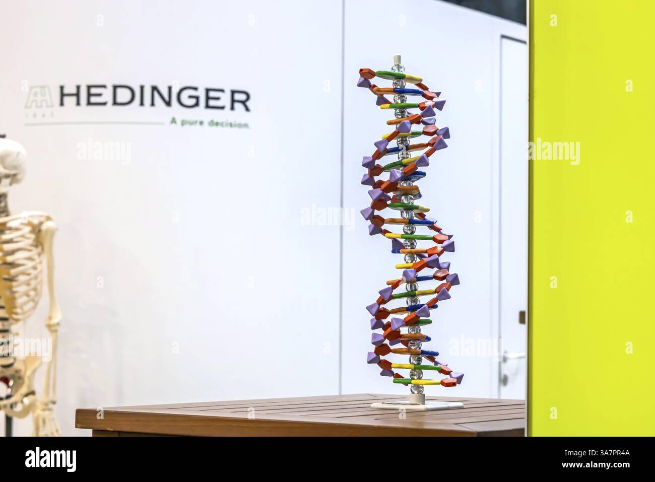 Modello strutturale dell'elica del DNA. Modello per la biologia della scuola. Aiuto didattico scientifico di Hedinger per lezioni di scienze. L'istruzione più grande d'Europa Foto Stock