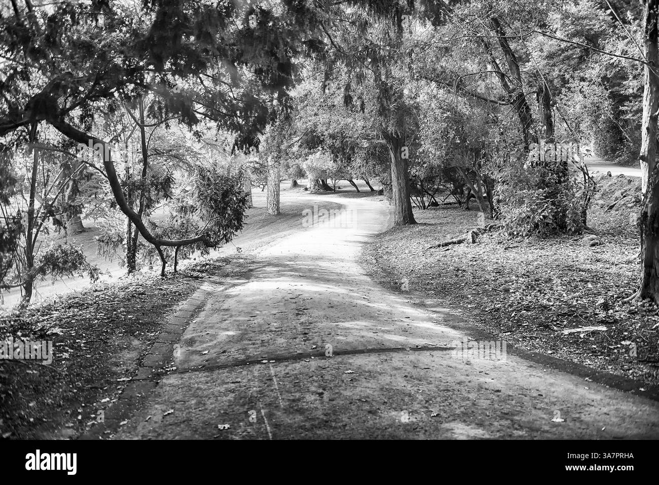 Il tranquillo sentiero si snoda attraverso un lussureggiante parco verde, invitando tranquille passeggiate nella natura Foto Stock