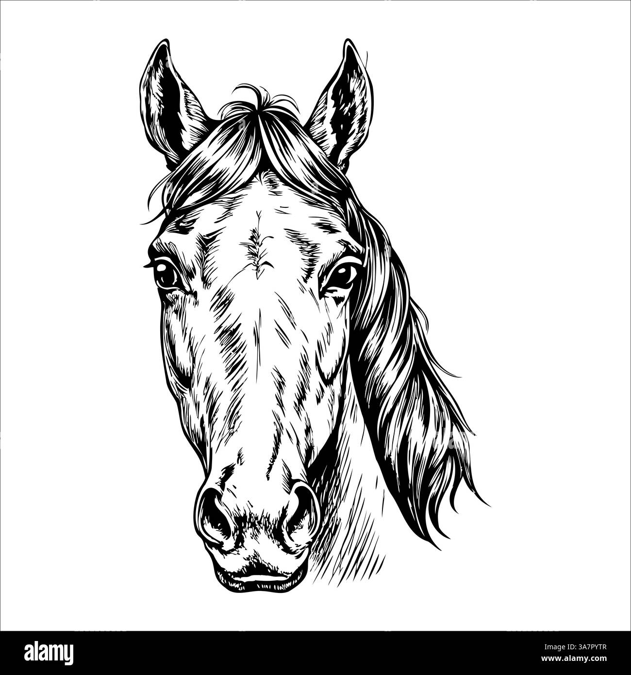 Ritratto del cavallo rivolto in avanti con caratteristiche realistiche e criniera dettagliata Illustrazione Vettoriale