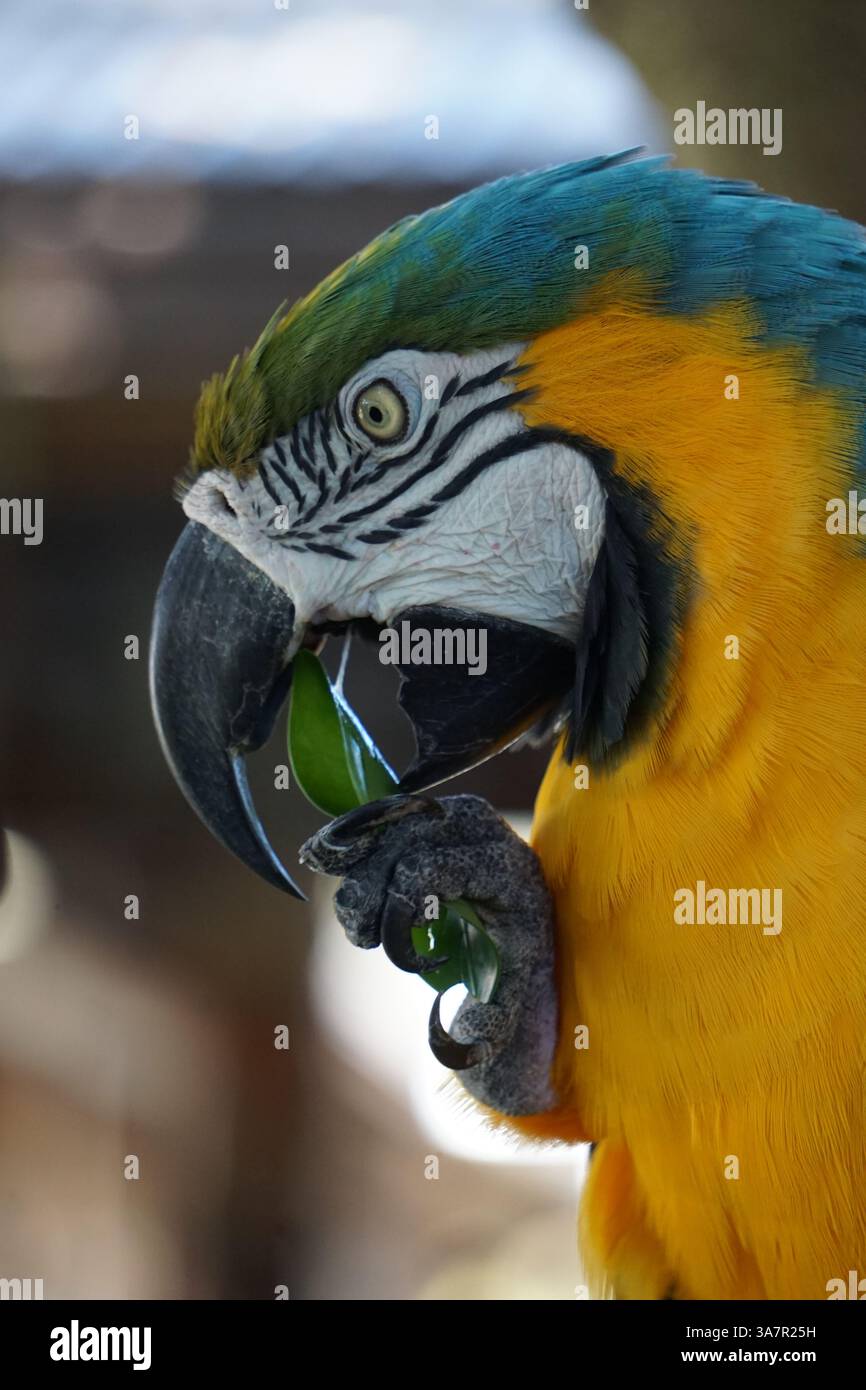 Primo piano verticale di un'ara, un colorato pappagallo tropicale, che tiene una foglia tra i suoi artigli per mangiarla. Foto Stock