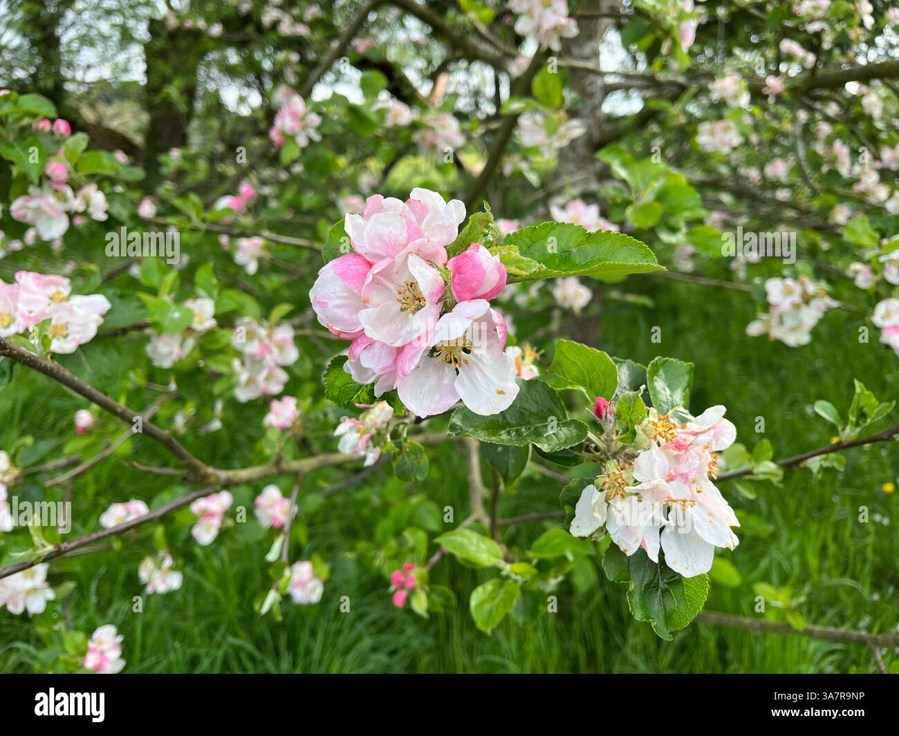 Fiore di mela rosa in primo piano e grandangolare. Albero di mele visibile dietro. Foto Stock