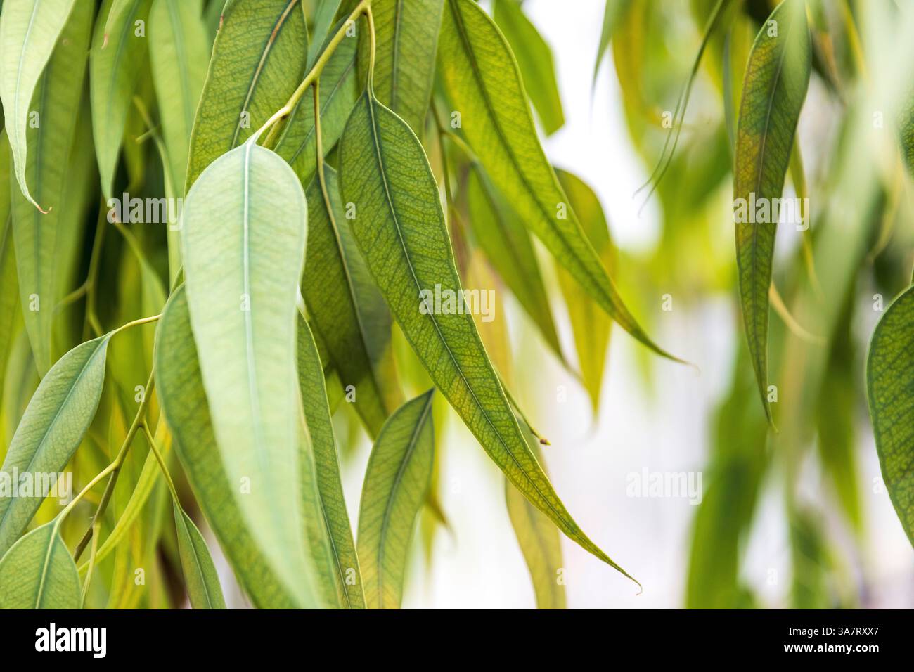 Primo piano delle foglie dell'albero dell'eucalipto globulus Foto Stock
