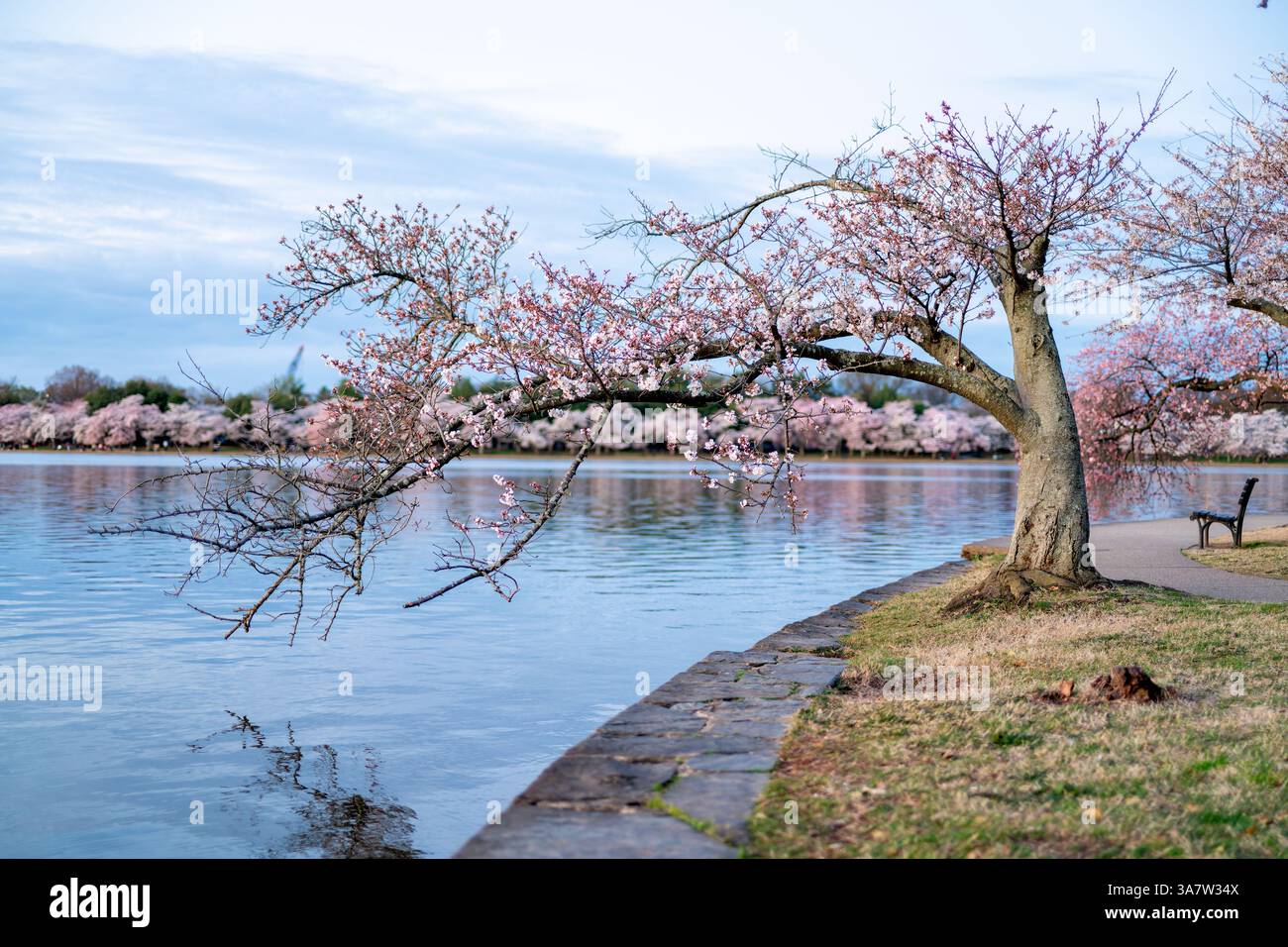 WASHINGTON DC - Un ciliegio con un tronco storto estende i suoi rami fioriti sull'acqua del bacino delle maree. I ciliegi Yoshino, originariamente un dono a Washington dal Giappone nel 1912, fioriscono per un breve periodo ogni primavera nel West Potomac Park. Foto Stock