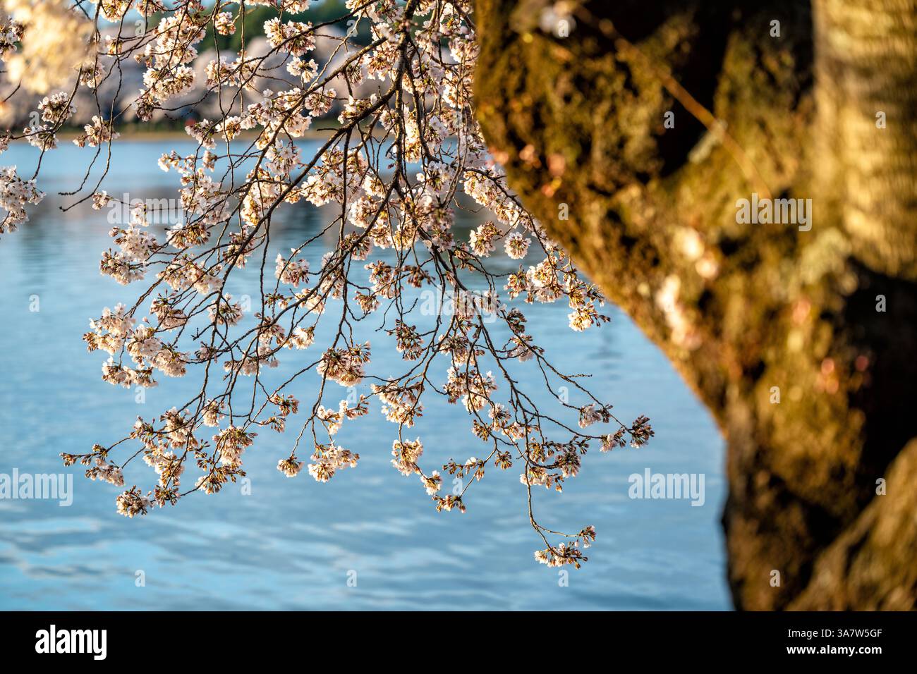 WASHINGTON DC - i fiori su un albero di ciliegio giapponese maturo in fiore pendono sulle acque del bacino delle maree. Gli alberi, principalmente della varietà Yoshino, sono stati un dono della città di Tokyo nel 1912 per simboleggiare l'amicizia tra il Giappone e gli Stati Uniti. Ogni primavera, gli alberi in fiore sono al centro del National Cherry Blossom Festival. Foto Stock