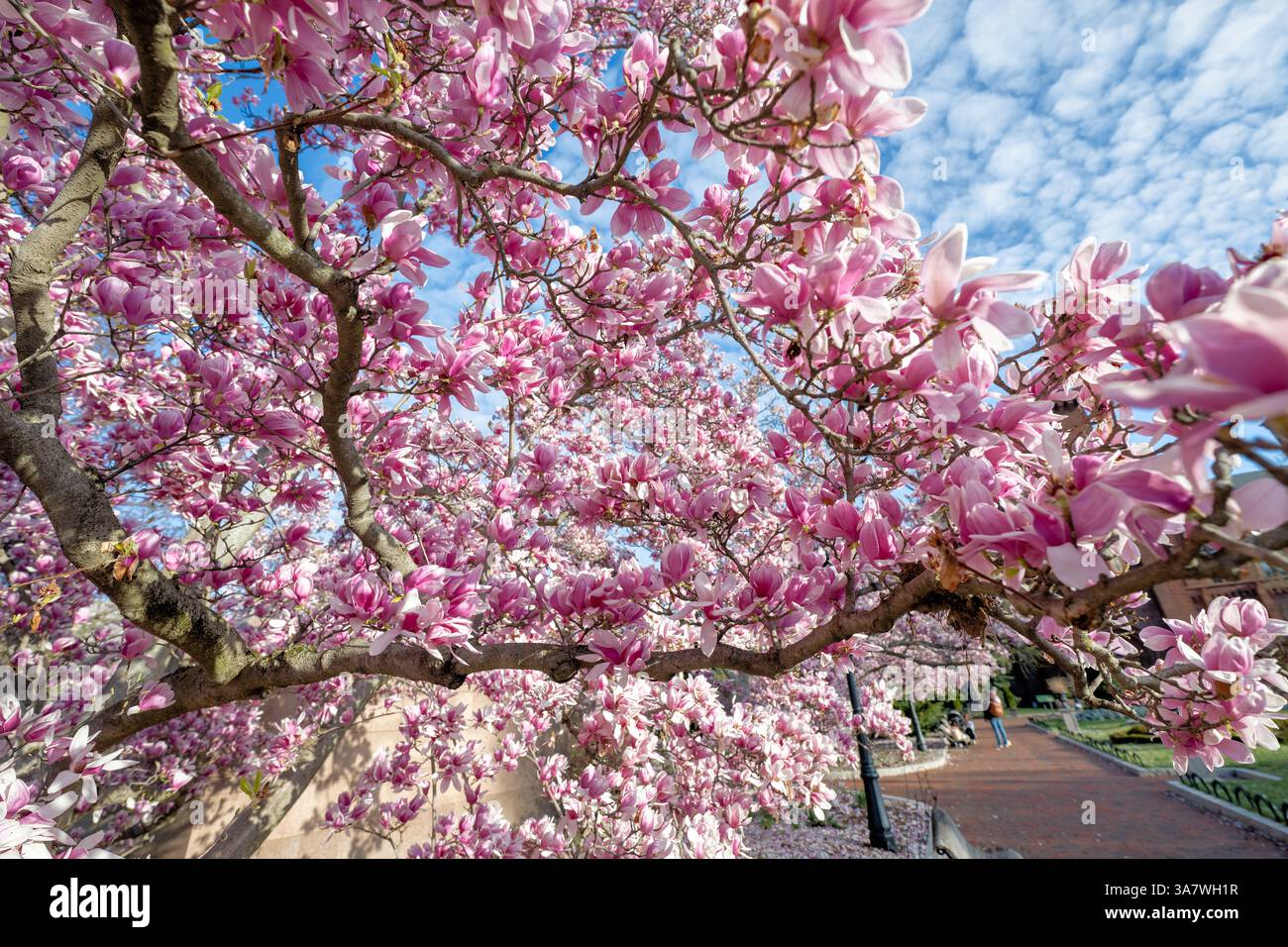 WASHINGTON DC - Saucer magnolias (Magnolia x soulangeana) fioriscono nel giardino Enid A. Haupt, situato sul lato sud dello Smithsonian Castle sul National Mall. Questo giardino formale di 4,2 acri, intitolato al suo benefattore, fu dedicato nel 1987 come parte del complesso quadrangolare dello Smithsonian. I caratteristici fiori rosa e bianchi a forma di tazza delle magnolie sono tra i primi fiori primaverili a Washington DC, in genere fiorendo a marzo prima che molti alberi si fossero levati. Foto Stock