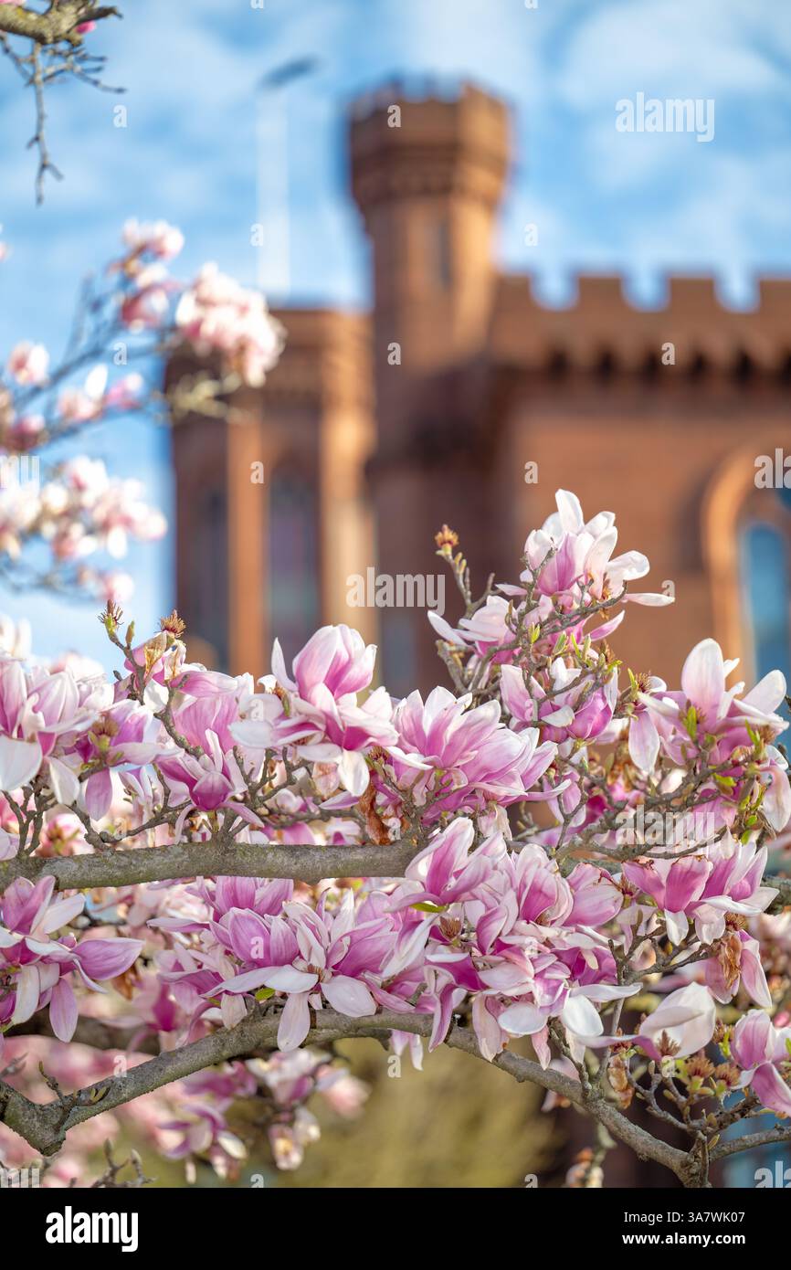 WASHINGTON DC - Saucer magnolias (Magnolia x soulangeana) fioriscono nel giardino Enid A. Haupt, situato sul lato sud dello Smithsonian Castle sul National Mall. Questo giardino formale di 4,2 acri, intitolato al suo benefattore, fu dedicato nel 1987 come parte del complesso quadrangolare dello Smithsonian. I caratteristici fiori rosa e bianchi a forma di tazza delle magnolie sono tra i primi fiori primaverili a Washington DC, in genere fiorendo a marzo prima che molti alberi si fossero levati. Foto Stock