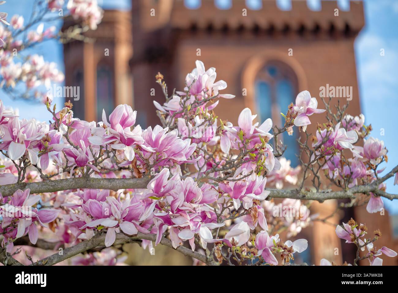 WASHINGTON DC - Saucer magnolias (Magnolia x soulangeana) fioriscono nel giardino Enid A. Haupt, situato sul lato sud dello Smithsonian Castle sul National Mall. Questo giardino formale di 4,2 acri, intitolato al suo benefattore, fu dedicato nel 1987 come parte del complesso quadrangolare dello Smithsonian. I caratteristici fiori rosa e bianchi a forma di tazza delle magnolie sono tra i primi fiori primaverili a Washington DC, in genere fiorendo a marzo prima che molti alberi si fossero levati. Foto Stock