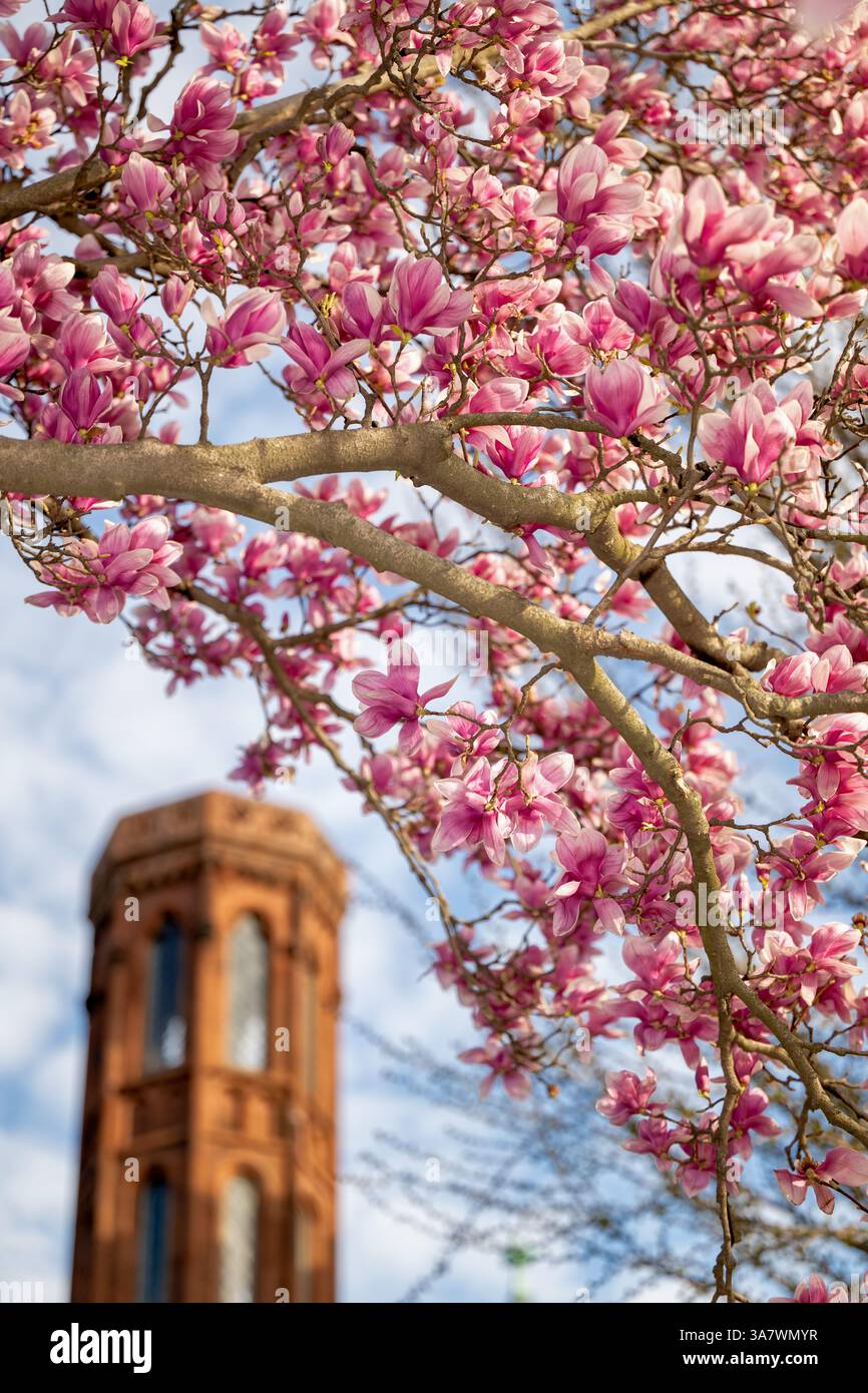 WASHINGTON DC: Magnolie di piattini in fiore presso il giardino Enid A. Haupt dietro lo Smithsonian Castle. L'Enid A. Haupt Garden è un giardino sul tetto di 4,2 acri che si trova in cima ai musei Smithsonian sotterranei, tra cui il National Museum of African Art e la Arthur M. Sackler Gallery. Il giardino, che prende il nome dal filantropo Enid A. Haupt, è stato inaugurato nel 1987 ed è caratterizzato da giardini formali di parterre, fontane e piantagioni stagionali. Il giardino si trova sul National Mall tra il Castello Smithsonian e Independence Avenue. Le magnolie a piattino (Magnolia x soulangeana) fioriscono in genere all'inizio della primavera Foto Stock