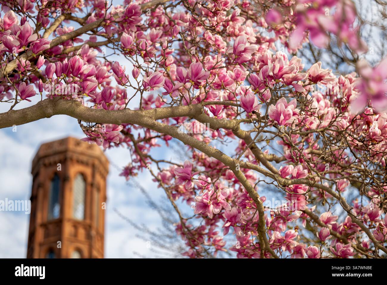 WASHINGTON DC - Magnolias di piattini in fiore (Magnolia x soulangeana) incorniciano una delle torrette distintive dello Smithsonian Castle, vista dal giardino Enid A. Haupt. Il giardino di 4,2 acri in stile vittoriano fa parte del complesso Smithsonian sul National Mall ed è stato progettato nel 1987 per completare i musei e gli edifici storici circostanti. Il Castello Smithsonian in arenaria rossa, progettato dall'architetto James Renwick Jr. In stile neogotico, funge da quartier generale e centro visitatori dell'istituzione. Foto Stock