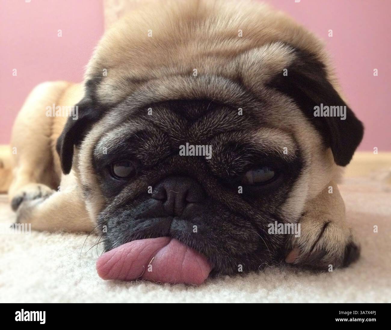 29 febbraio 2012 - Memphis, Tennessee, Stati Uniti - Peppermint the Pug, a Tucered Out, riposa sul pavimento della sua casa. (Immagine di credito: © Karen Focht/ZUMAPRESS.com) Foto Stock