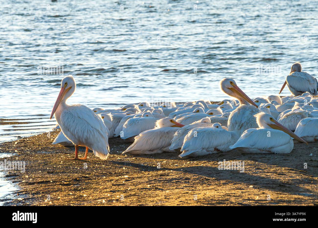 I pellicani bianchi americani si accoccolano vicino alla costa in attesa del tramonto al Cherry Creek State Park in Colorado. Vista ravvicinata. Foto Stock