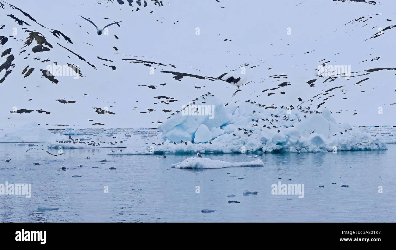 Un grande stormo di uccelli, per lo più gabbiani di scoglio, che riposano su blocchi di ghiaccio blu nel fiordo Hornsundfjord dell'arcipelago delle Svalbard, Norvegia Foto Stock