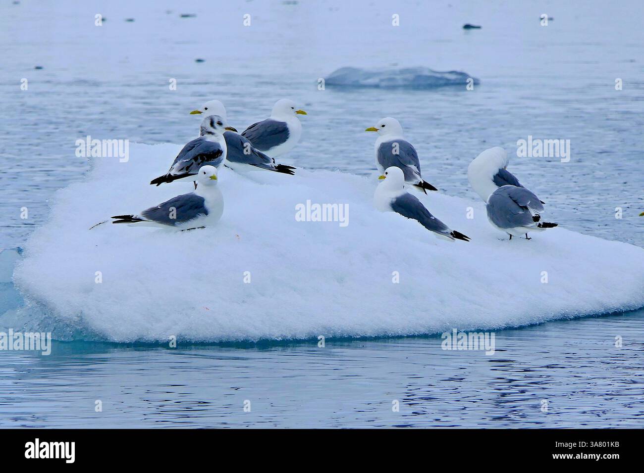 Vista di un gregge di gabbiani kittiwake che riposano su un'area di ghiaccio nel fiordo Hornsund dell'arcipelago delle Svalbard, Norvegia Foto Stock