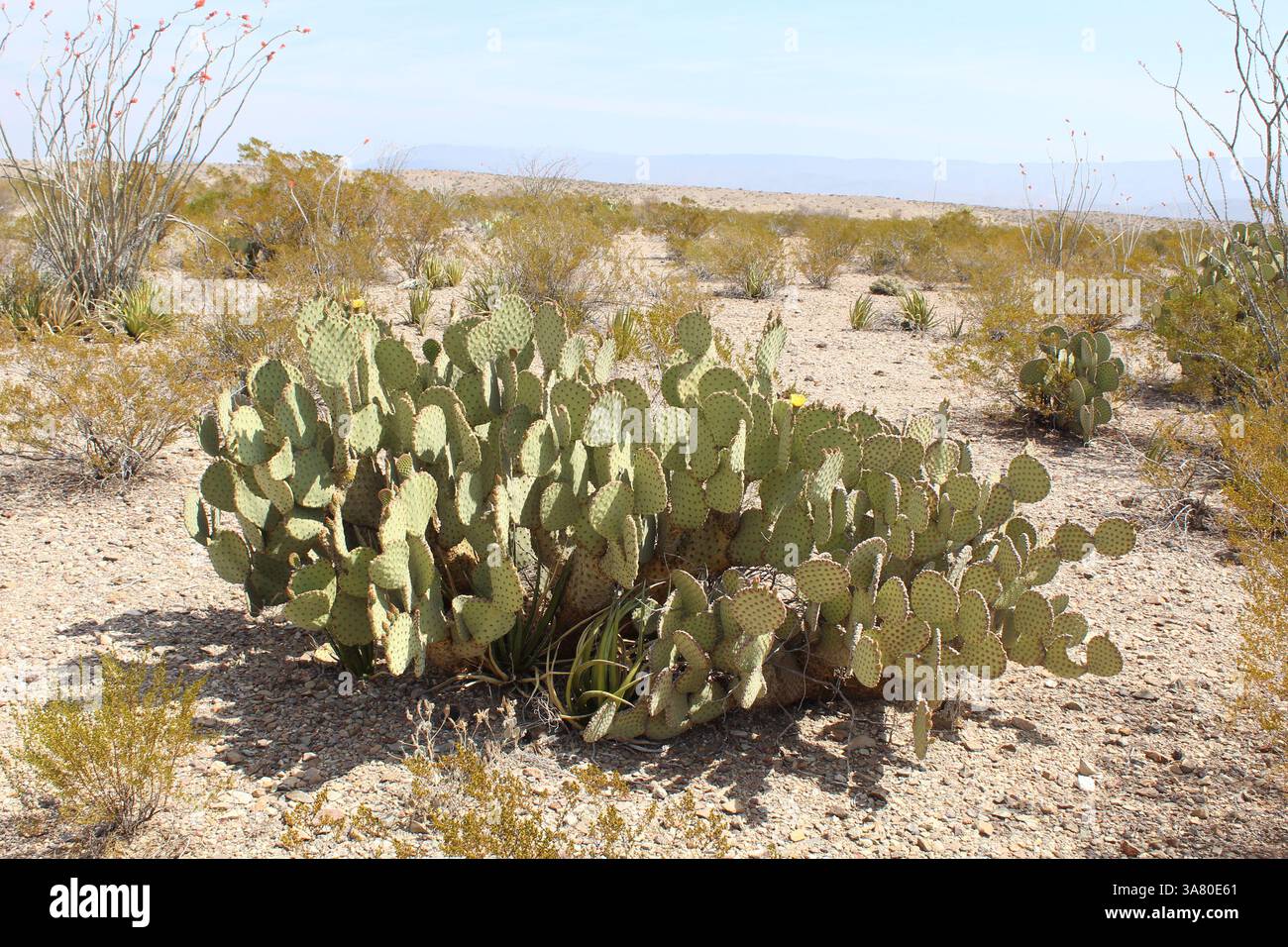 Grandi cactus di fichi d'India raggruppati nella sabbia al Big Bend National Park Foto Stock