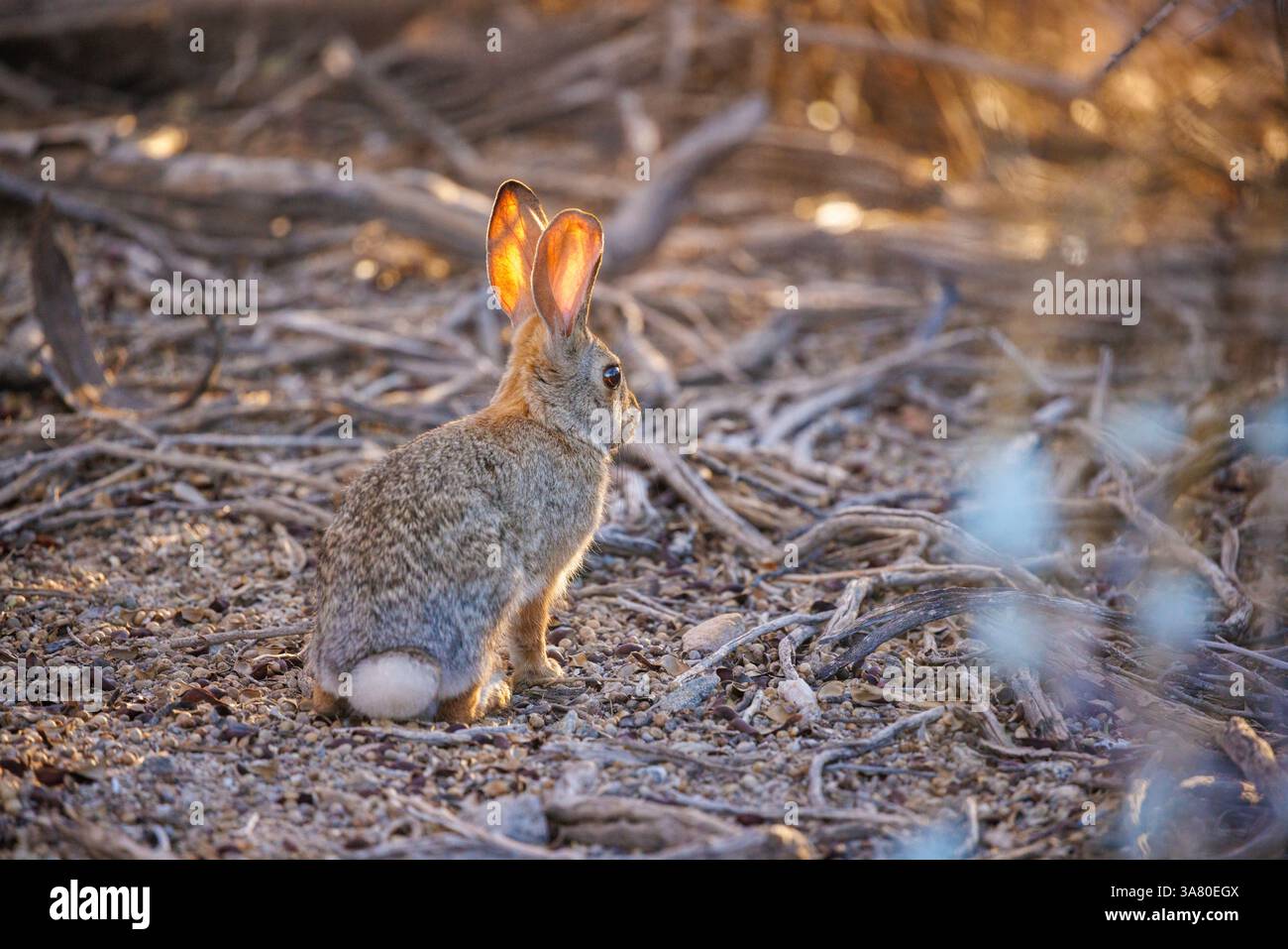 Un coniglio di cotontail del deserto retroilluminato, Sylvilagus audubonii, al crepuscolo nel deserto di Sonora, Arizona, Stati Uniti. Foto Stock