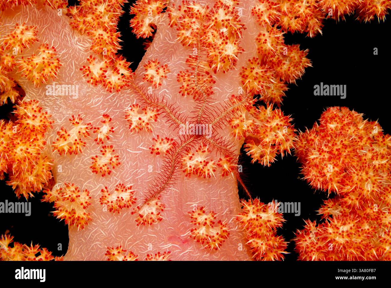 Una stella fragile, Ophiothrix Deceptor, di notte su corallo molle alcyonariano, Dendroephthya sp. Le linee bianche sul corallo sono spicuole di calcio sul su Foto Stock