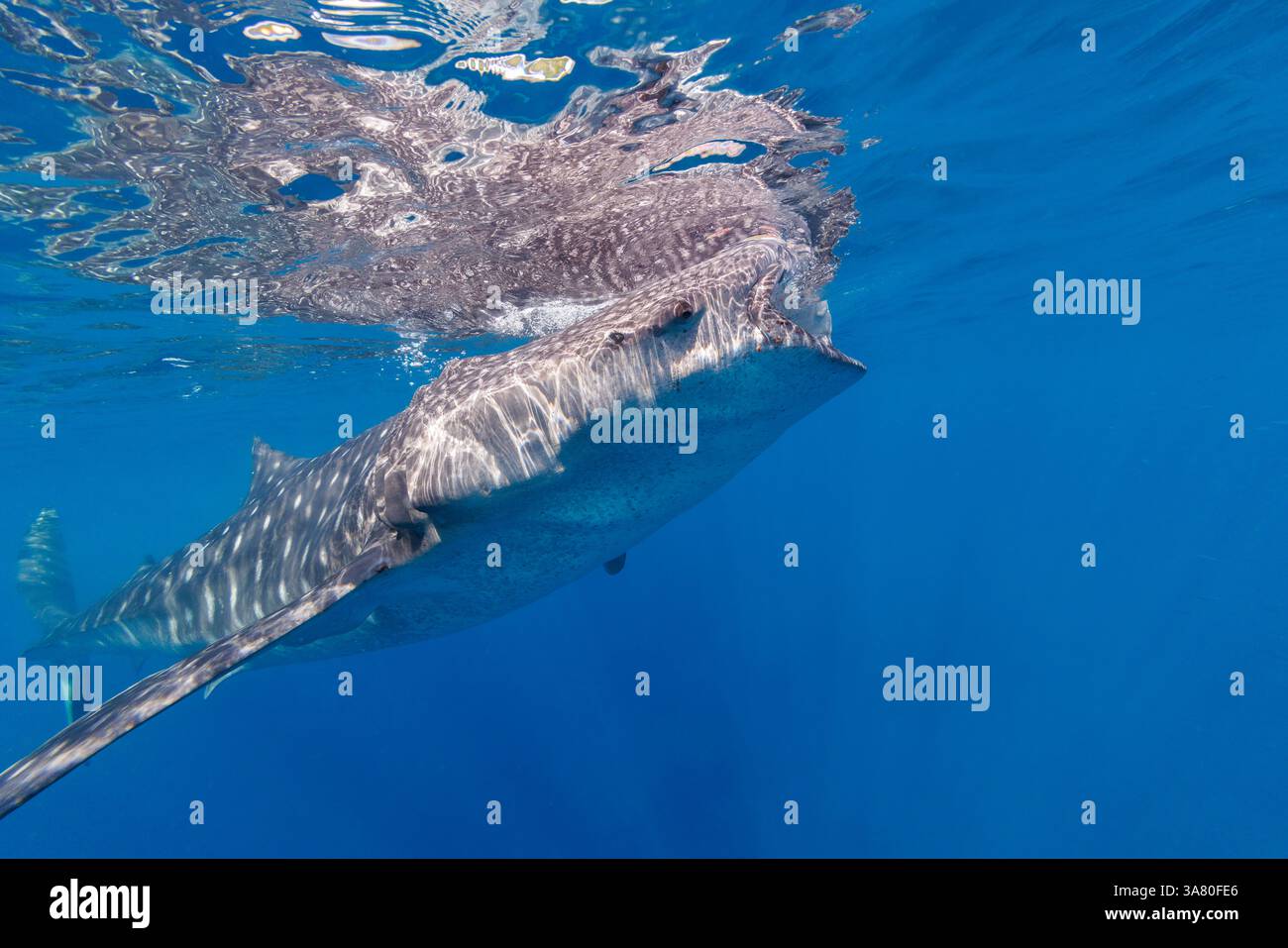 Un squalo balena, Rhiniodon typus, con la bocca aperta, l'alimentazione del filtro in corrispondenza della superficie, Filippine. Questo è il mondo più grande specie di pesci. Foto Stock