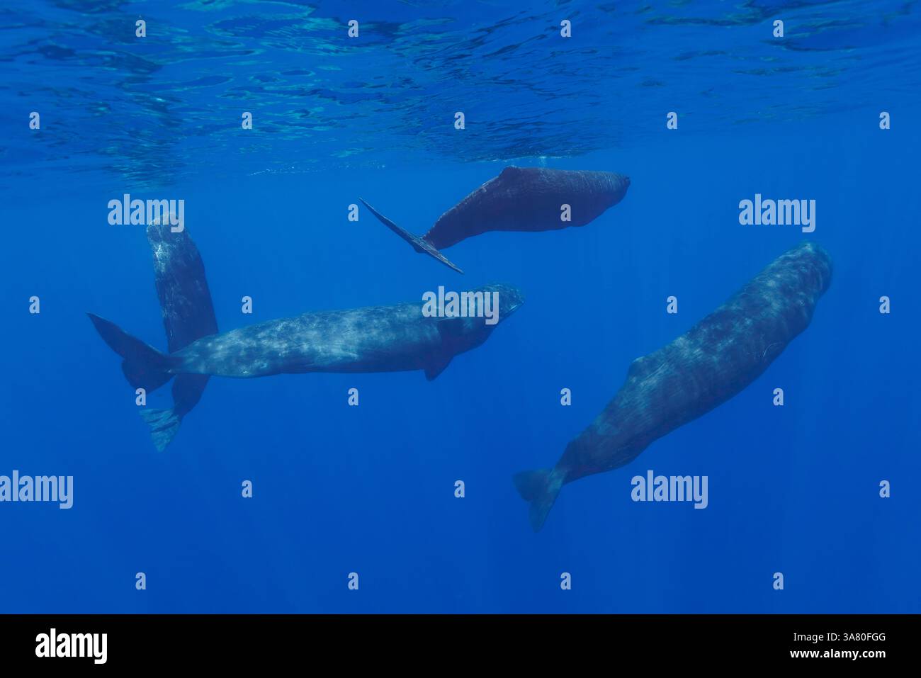 Il Physeter macrocephalus è il più grande di tutti i cetacei dentati. I maschi possono raggiungere i 60 piedi di lunghezza. La Repubblica Democratica di Foto Stock