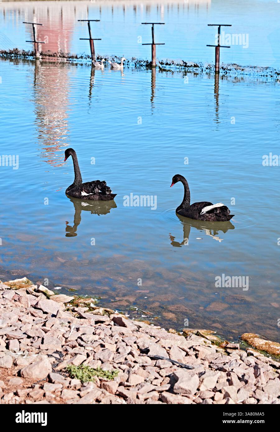 I Black Swans nuotano in acque calme Foto Stock