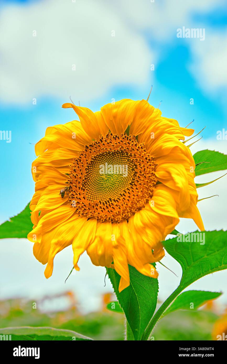 Vibrante girasole contro cielo blu Foto Stock