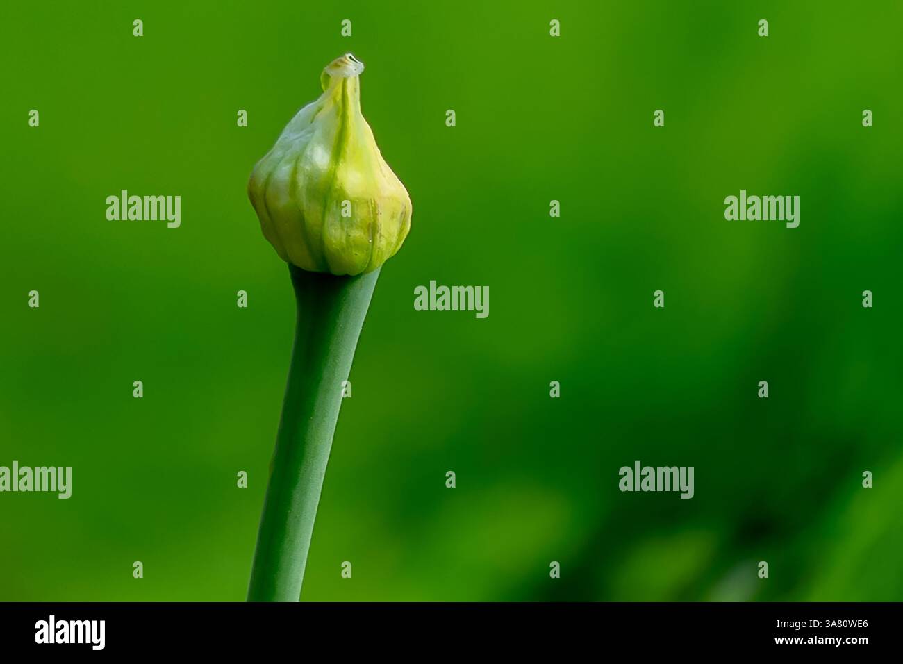 Il fiore di cipolla Allium cepa è la struttura in fiore della pianta di cipolla. Svolge un ruolo cruciale nella produzione di sementi e nella riproduzione vegetale Foto Stock