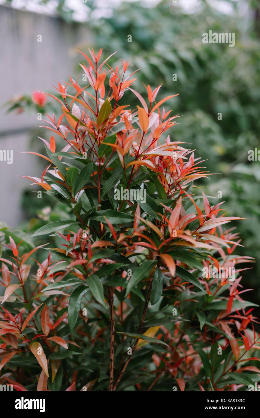 Foto ravvicinata di una vibrante pianta di Photinia che mostra le sue sorprendenti foglie rosse e verdi. Perfetto per aggiungere un tocco di bellezza naturale e colore al tuo Foto Stock Foto ravvicinata di una vibrante pianta di Photinia che mostra le sue sorprendenti foglie rosse e verdi. Perfetto per aggiungere un tocco di bellezza naturale e colore al tuo Foto Stock