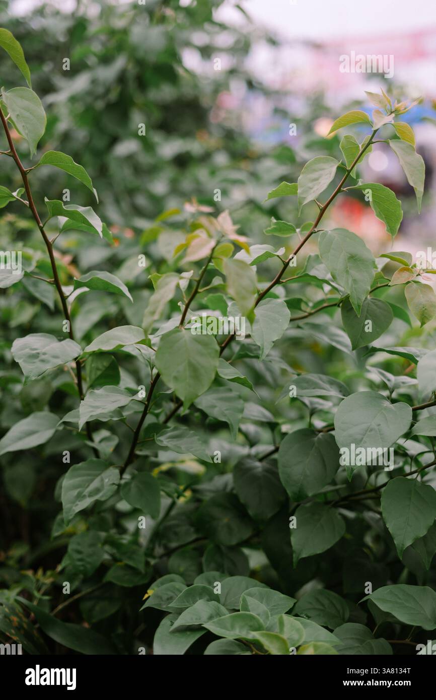 Foto ravvicinata di un vivace fogliame verde che crea una texture lussureggiante e naturale. Perfetto per sfondi, elementi di design o per mostrare elementi organici e ambientali Foto Stock