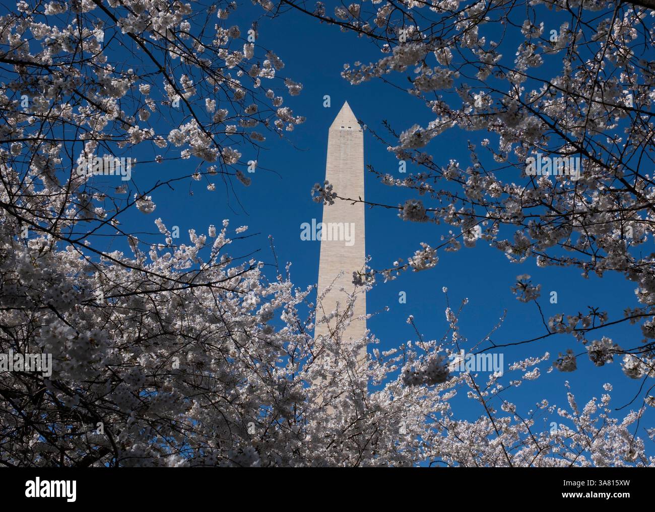 I fiori di ciliegio fioriscono lungo il bacino di marea a Washington, DC il 27 marzo 2025. Il National Park Service ha annunciato che le date di picco previste per la fioritura dei ciliegi saranno questo fine settimana, tra il 28 e il 31 marzo. Foto Stock