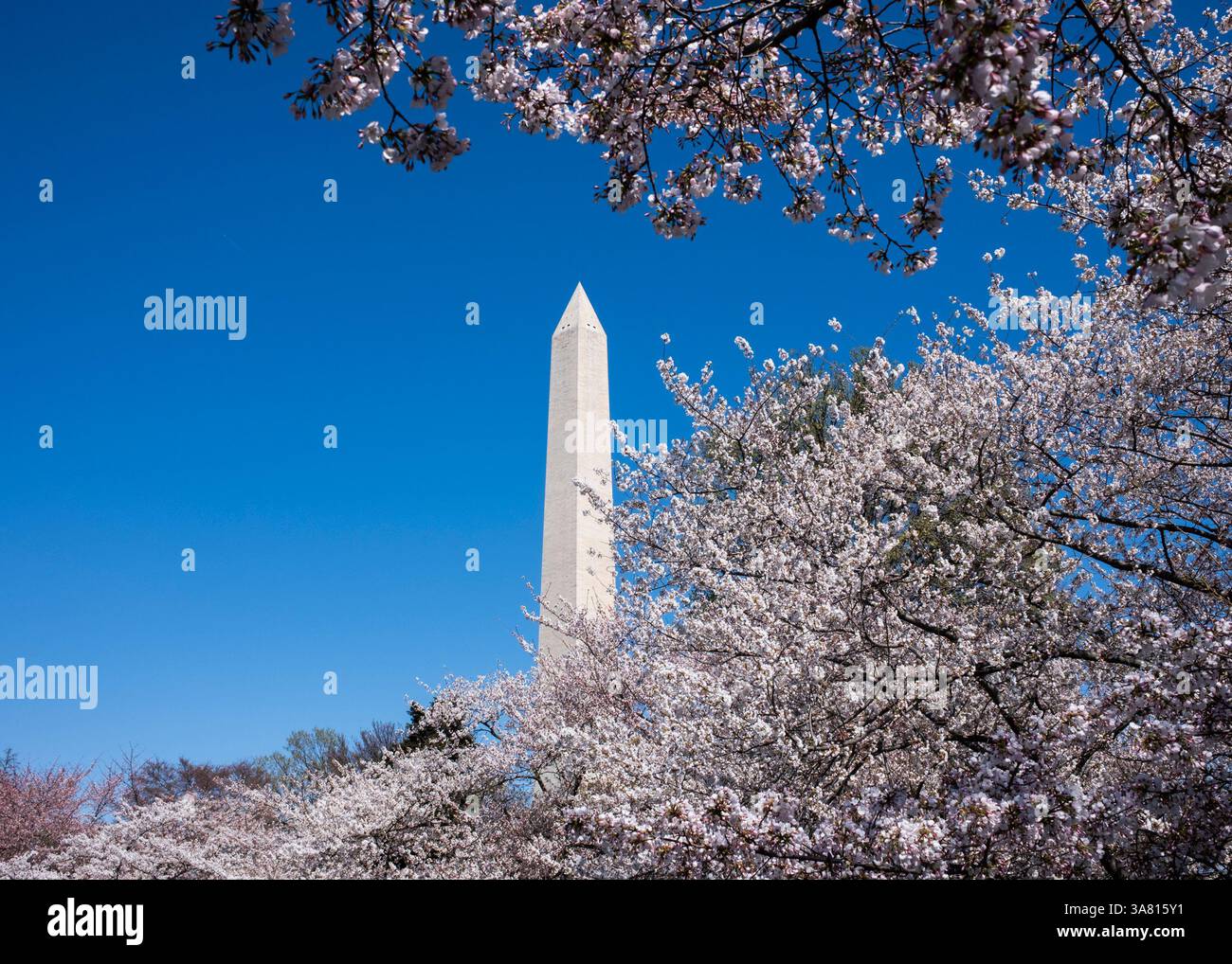 I fiori di ciliegio fioriscono lungo il bacino di marea a Washington, DC il 27 marzo 2025. Il National Park Service ha annunciato che le date di picco previste per la fioritura dei ciliegi saranno questo fine settimana, tra il 28 e il 31 marzo. Foto Stock